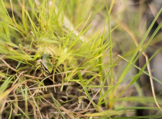 In the grass