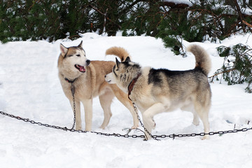 Naklejka premium Working Husky sled tied on a chain harness. Siberian dogs driven sleigh people in the North. Animals active dog sports at work in the winter. 