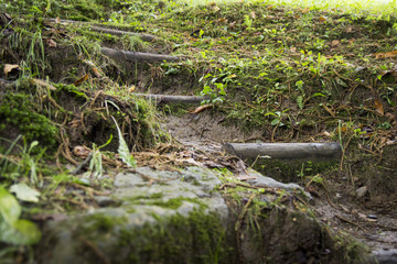 Percorso paesaggistico nel bosco