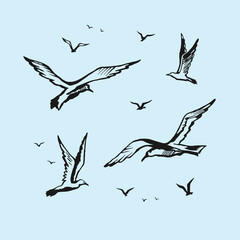 Seagulls vector sketch drawing by hand