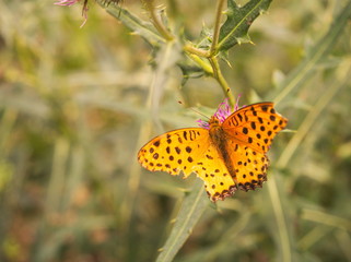 butterfly