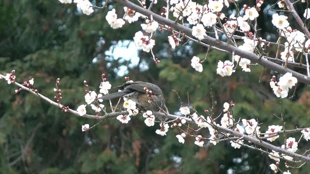 梅の花の蜜を吸っているヒヨドリ