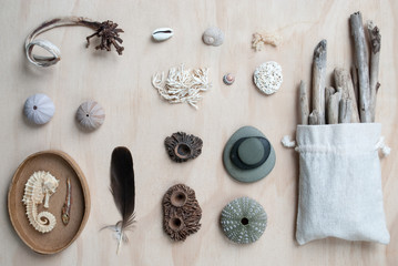 Driftwood and sea shell flat-lay composition