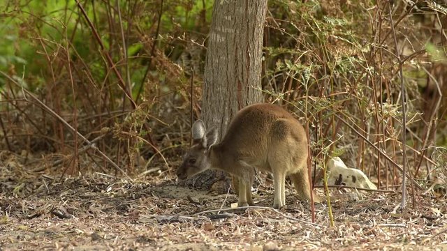 Kangaroo, K&auml;nguru Junges sch&uuml;ttelt sich um Fliegen zu verjagen, Westaustralien, Australien, Down Under