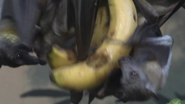Fruit bats fighting over their delicious bananas during feeding.