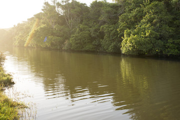 Tropical Forest by River Bank