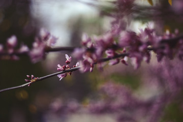 Branch of blossoming tree. Spring flowers