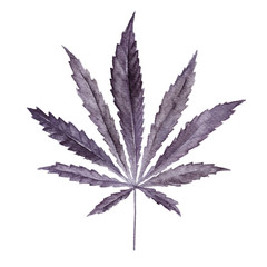 Cannabis sativa leaf painted in watercolor.