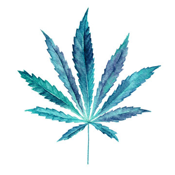 Cannabis sativa leaf painted in watercolor.