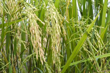 closed up and selective focus shot, green paddy rice