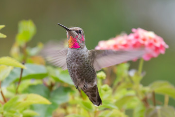 Obraz premium Hummingbird With Raindrop