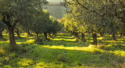 Mediterraan olijfveld met oude olijfboom in Monteprandone (Marche) Italië.