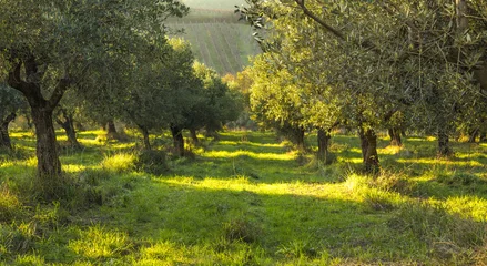 Keuken foto achterwand Olijfboom Mediterraan olijfveld met oude olijfboom in Monteprandone (Marche) Italië.