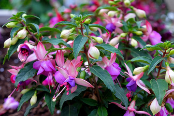 Blooming Fuchsia (lat. Fuchsia)