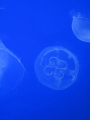 Jellyfish, swimming upside down in tank Aquarium, Newport, Oregon Coast