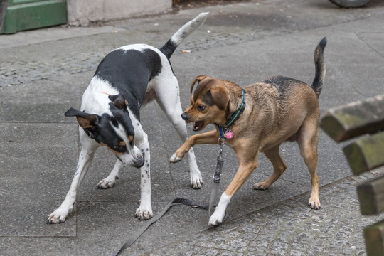 rudimentäres Verhalten bei Hunden