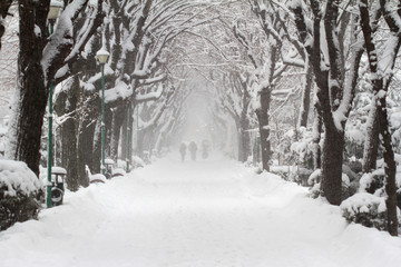 people walking in a park alley in winter