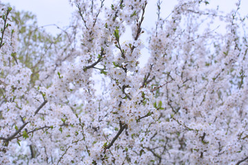 Cherry tree blooms in background of green branches, early spring white flowers