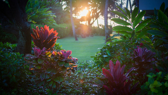 garden sunrise