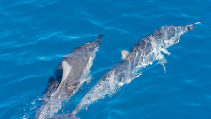 dolphins