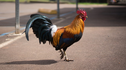 rooster © Matt