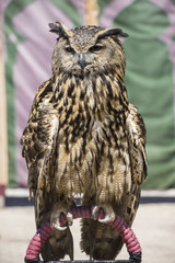 Raptor, Beautiful owl with plumage of earthy colors, has an inte