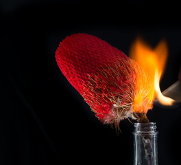 Flaming flowers and Burning Blooms