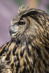 Raptor hunter, Beautiful owl with plumage of earthy colors, has