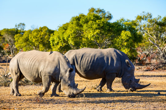 White rhinos in safari park
