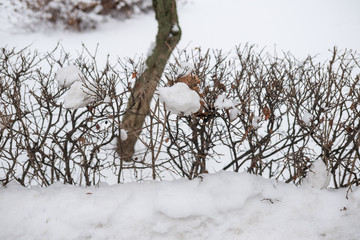 Frosty tree branch in winter.