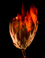Flaming flowers and Burning Blooms