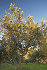 Fototapeta premium Mediterranean olive field with old olive tree in Monteprandone (Marche) Italy.