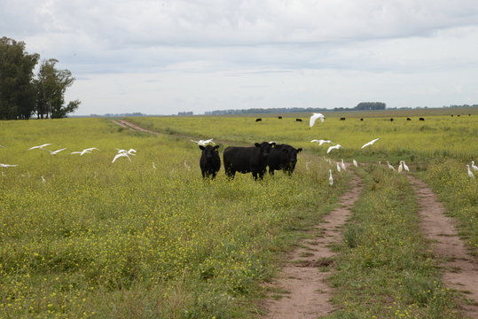 Ganado Angus en Bragado, buenos aires, Argentina