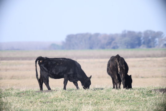 Ganado Angus en Bragado, buenos aires, Argentina