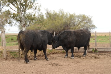 Ganado Angus en Bragado, buenos aires, Argentina