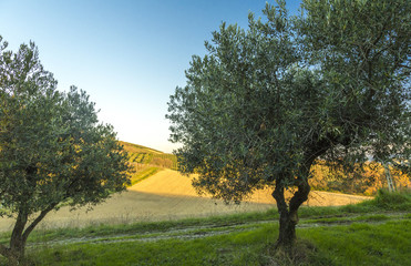 Mediterranean olive field with old olive tree in Monteprandone (Marche) Italy.