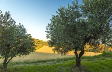 Photo sur Plexiglas Olivier Mediterranean olive field with old olive tree in Monteprandone (Marche) Italy.