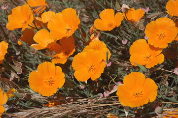 close up of bright orange California poppies in the sunlight