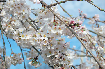 white cherry blossoms on branches with blue sky as background