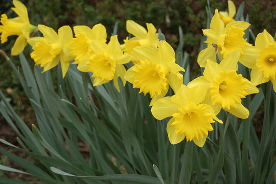 group of yellow daffodils in the garden