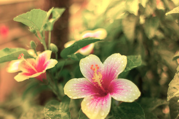 Background with exotic flower - 135877510