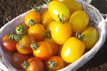 採れたてのミニトマト