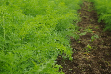 ニンジン畑（ニンジンの葉）