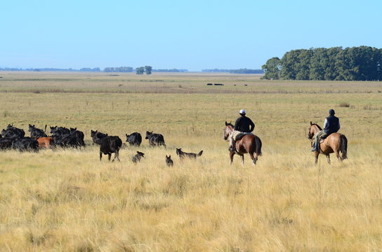Ganado Angus en Bragado, buenos aires, Argentina