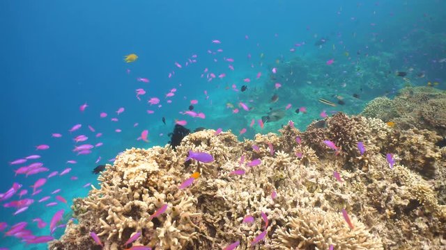 Fish and coral reef. Tropical fish on a coral reef. Wonderful and beautiful underwater world with corals and tropical fish. Hard and soft corals. Diving and snorkeling in the tropical sea. 4K video