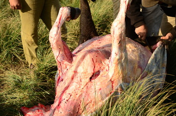 Carneada Angus a campo