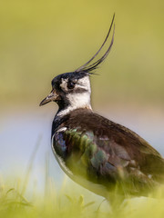 Vertical portrait of Northern lapwing in grassland habitat