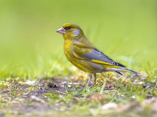 European greenfinch in backyard with green background
