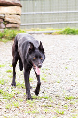 Black sheep dog at the farm