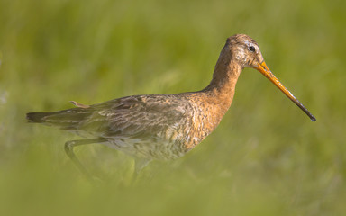 Black-tailed Godwit wader bird walking in long grass